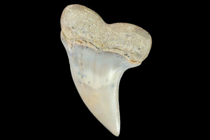 Mako Shark Tooth Fossil - Sharktooth Hill, CA #94697